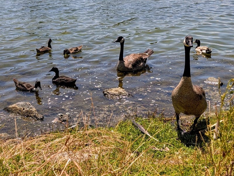 Two geese and five ducks look towards the camera from several feet away.
