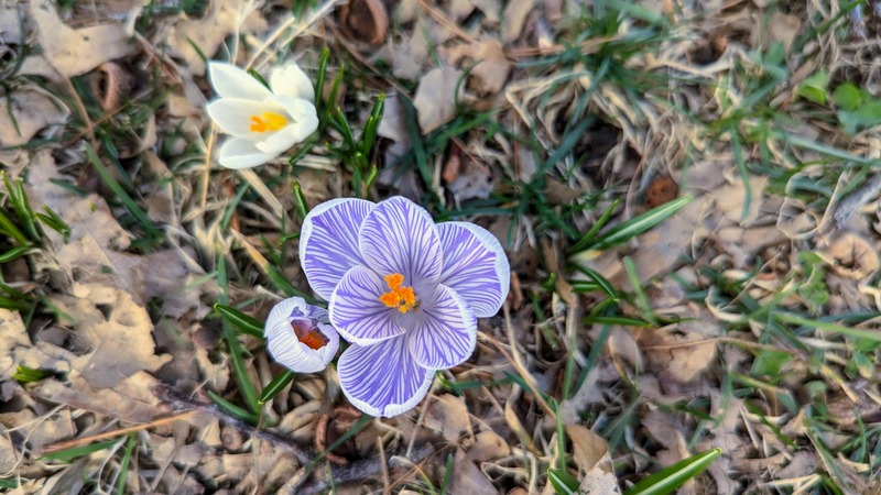 A purple and white striped flower with orange in the center, growing in grass