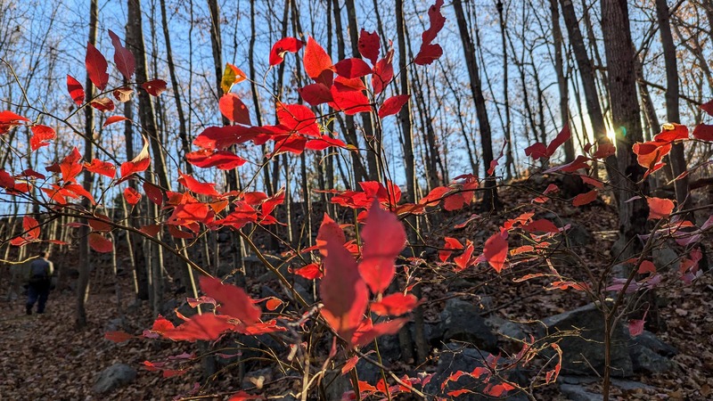 Bright red leaves with bare trees and sunset behind