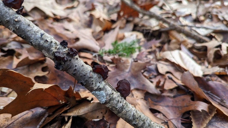 Amber jelly roll mushrooms growing out of a stick on top of dead leaves on the ground
