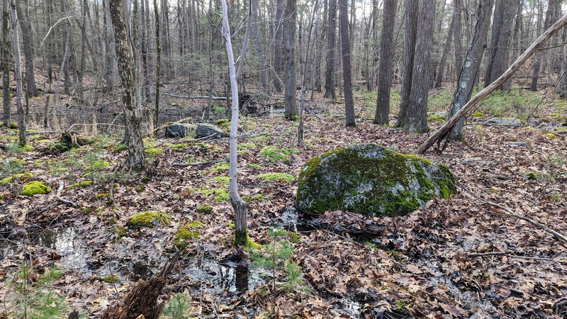 Deciduous trees growing in a wet, mossy area of the woods with moss on the rocks