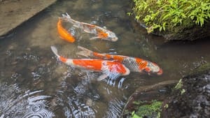 Extra breathing room