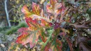 What does nonbinary mean?