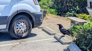 A raven stands on a concrete block next to our van in the parking lot
