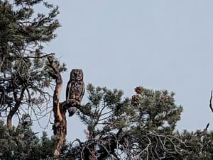 A long-eared owl sitting in a pinyon pine tree