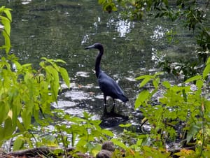 A Little Blue Heron, a tall bird with a thin neck and pointy beak, is standing in the water among plants