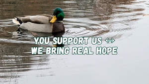 You support us ↔ we bring real hope (with a mallard duck)